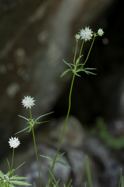 Pflanzenbild gross Kleine Sterndolde - Astrantia minor