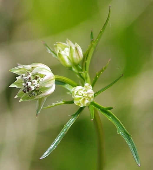 Pflanzenbild gross Kleine Sterndolde - Astrantia minor