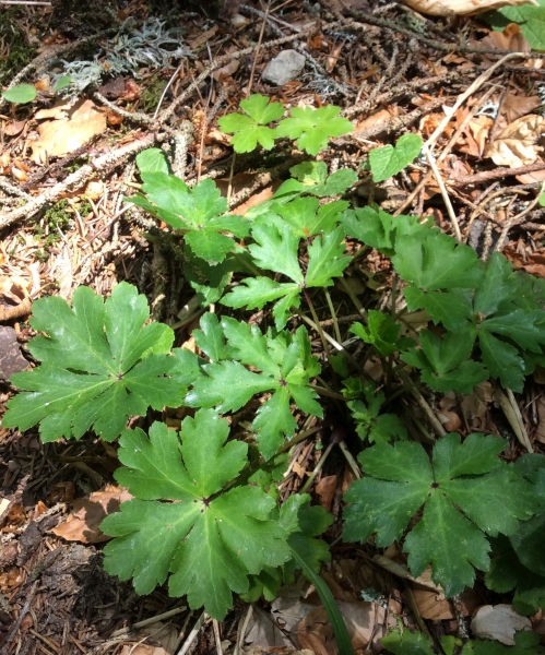 Pflanzenbild gross Sanikel - Sanicula europaea