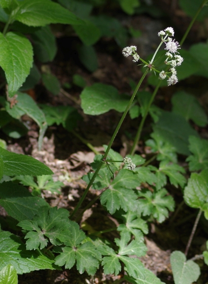 Pflanzenbild gross Sanikel - Sanicula europaea