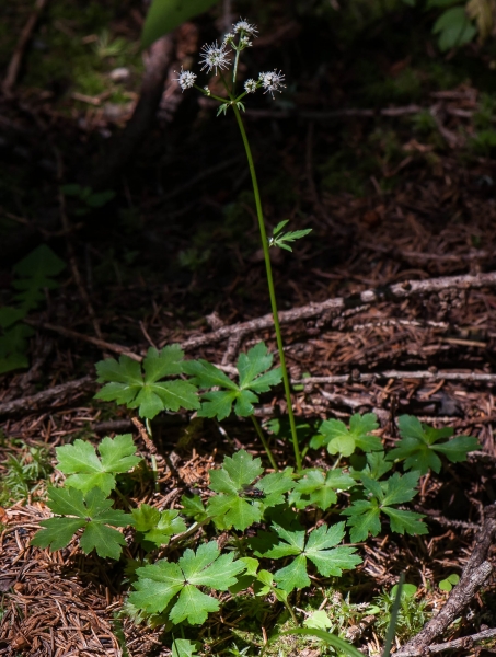 Pflanzenbild gross Sanikel - Sanicula europaea