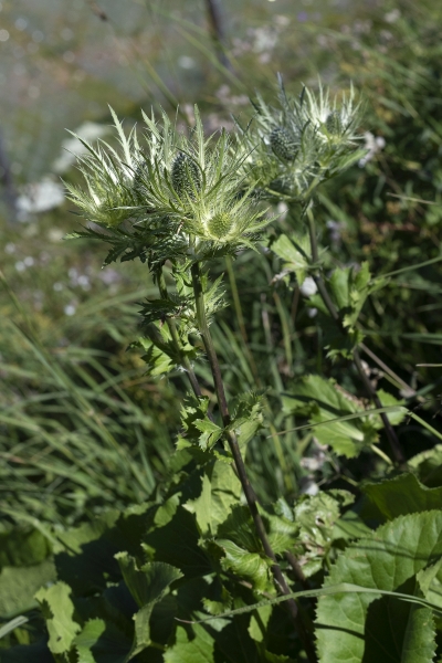 Pflanzenbild gross Alpen-Mannstreu - Eryngium alpinum