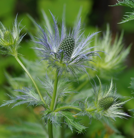Pflanzenbild gross Alpen-Mannstreu - Eryngium alpinum