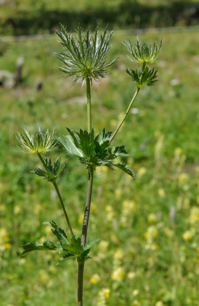 Pflanzenbild gross Alpen-Mannstreu - Eryngium alpinum