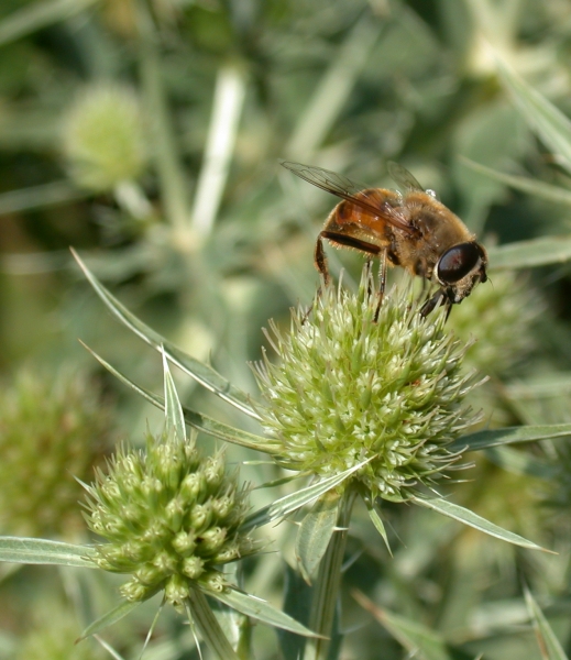 Pflanzenbild gross Feld-Mannstreu - Eryngium campestre