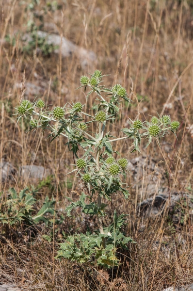 Pflanzenbild gross Feld-Mannstreu - Eryngium campestre