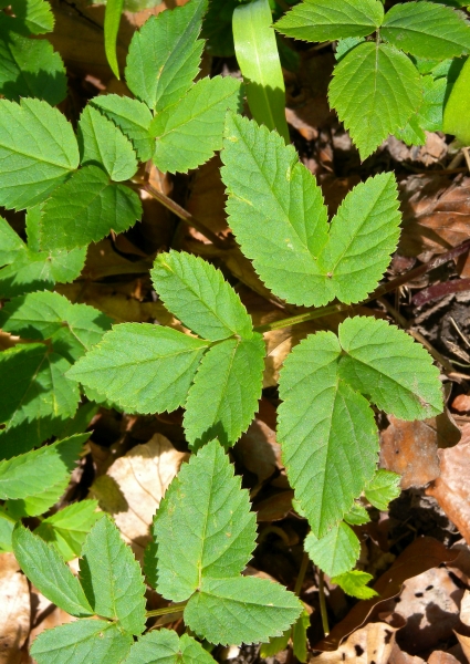 Pflanzenbild gross Geissfuss - Aegopodium podagraria