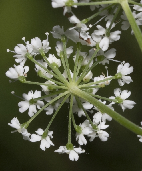 Pflanzenbild gross Geissfuss - Aegopodium podagraria