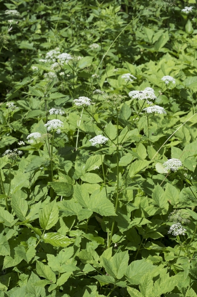 Pflanzenbild gross Geissfuss - Aegopodium podagraria