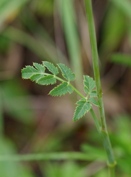 Pflanzenbild gross Gewöhnliche Kleine Bibernelle - Pimpinella saxifraga
