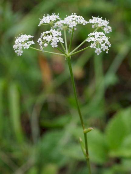 Pflanzenbild gross Gewöhnliche Kleine Bibernelle - Pimpinella saxifraga