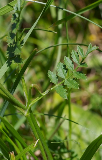 Pflanzenbild gross Gewöhnliche Kleine Bibernelle - Pimpinella saxifraga