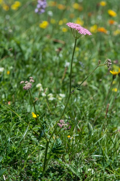Pflanzenbild gross Grosse Bibernelle - Pimpinella major