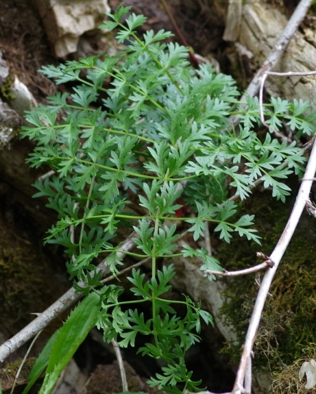 Pflanzenbild gross Hirschheil - Seseli libanotis