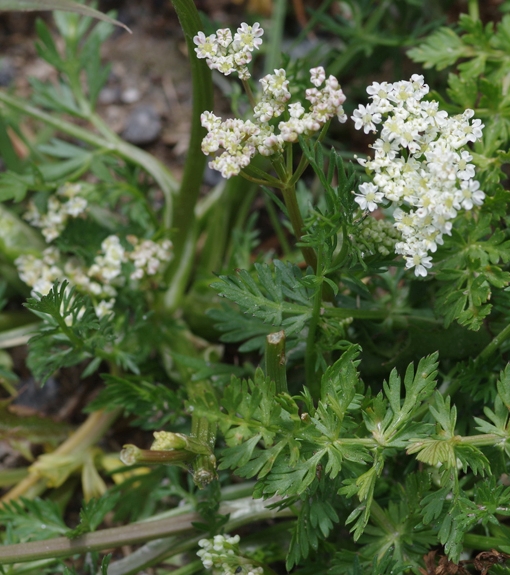 Pflanzenbild gross Hirschheil - Seseli libanotis