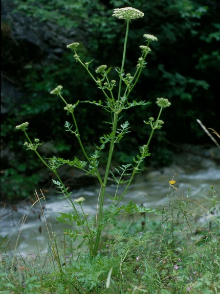 Pflanzenbild gross Hirschheil - Seseli libanotis