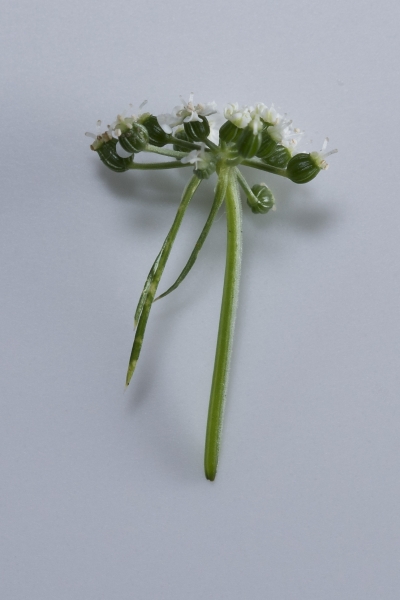 Pflanzenbild gross Hundspetersilie - Aethusa cynapium