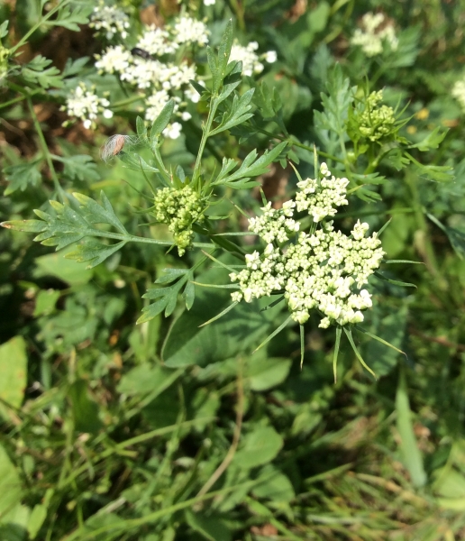 Pflanzenbild gross Hundspetersilie - Aethusa cynapium