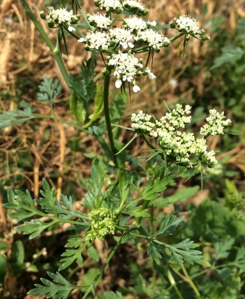 Pflanzenbild gross Hundspetersilie - Aethusa cynapium