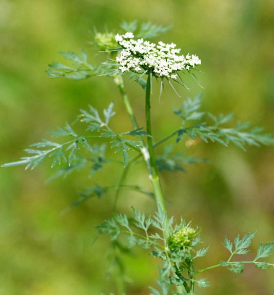 Pflanzenbild gross Hundspetersilie - Aethusa cynapium