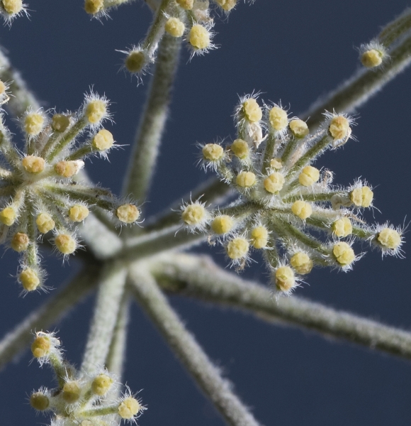 Pflanzenbild gross Augenwurz - Athamanta cretensis