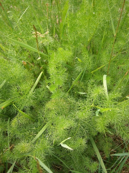 Pflanzenbild gross Bärenwurz - Meum athamanticum