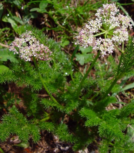 Pflanzenbild gross Bärenwurz - Meum athamanticum