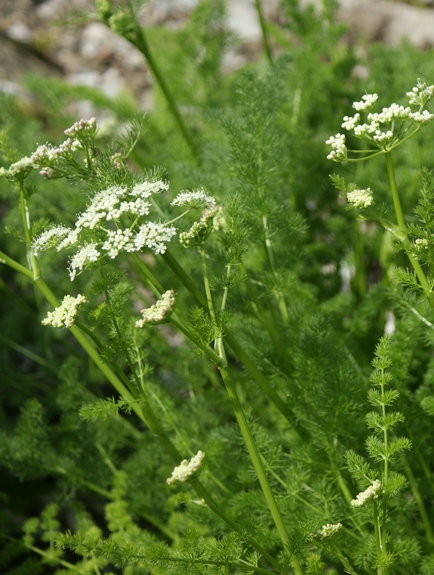 Pflanzenbild gross Bärenwurz - Meum athamanticum