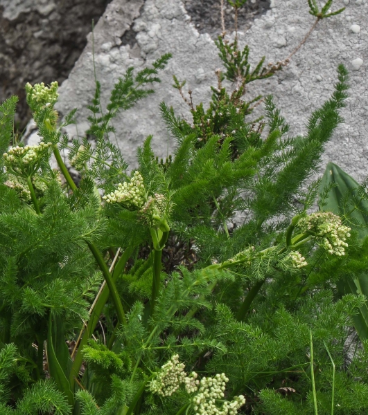 Pflanzenbild gross Bärenwurz - Meum athamanticum