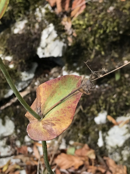 Pflanzenbild gross Langblättriges Hasenohr - Bupleurum longifolium