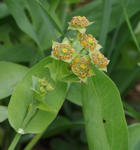 Pflanzenbild gross Langblättriges Hasenohr - Bupleurum longifolium