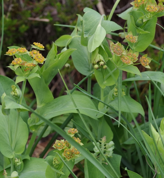 Pflanzenbild gross Langblättriges Hasenohr - Bupleurum longifolium
