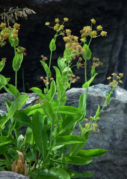 Pflanzenbild gross Langblättriges Hasenohr - Bupleurum longifolium