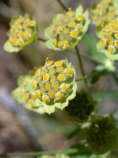 Pflanzenbild gross Sternblütiges Hasenohr - Bupleurum stellatum