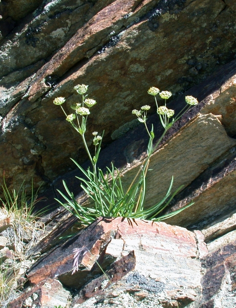 Pflanzenbild gross Sternblütiges Hasenohr - Bupleurum stellatum