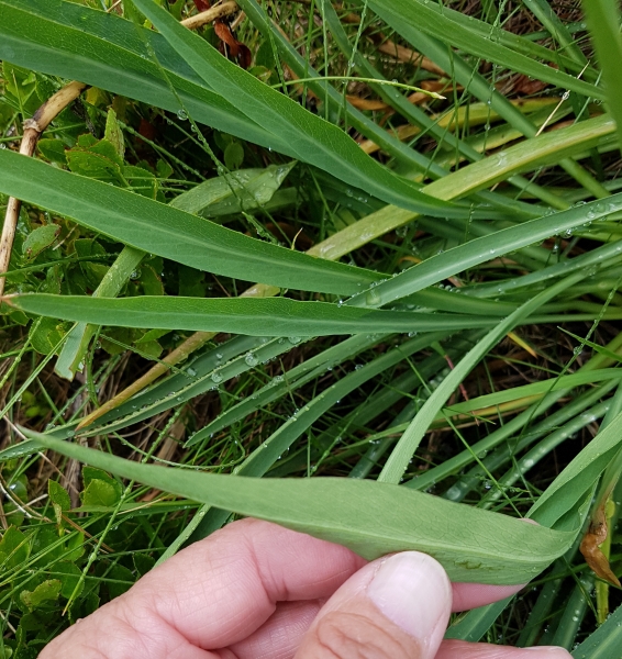 Pflanzenbild gross Sternblütiges Hasenohr - Bupleurum stellatum