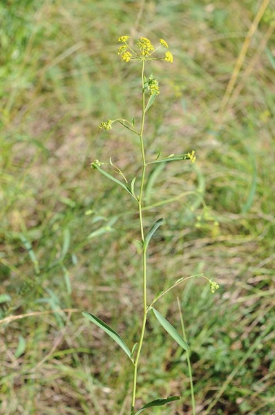 Pflanzenbild gross Sichelblättriges Hasenohr - Bupleurum falcatum subsp. falcatum