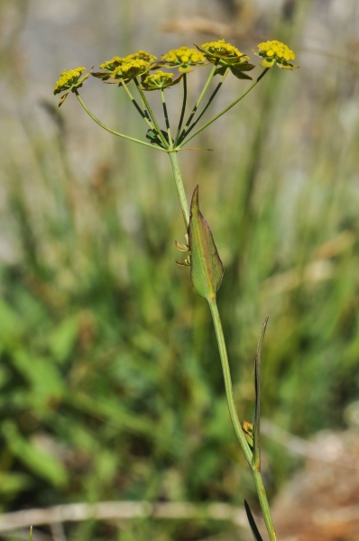 Pflanzenbild gross Gewöhnliches Hahnenfuss-Hasenohr - Bupleurum ranunculoides subsp. ranunculoides