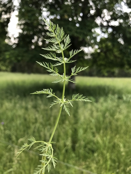 Pflanzenbild gross Kümmel - Carum carvi