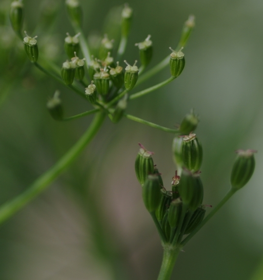 Pflanzenbild gross Kümmel - Carum carvi