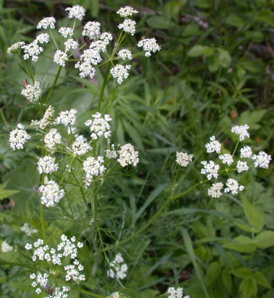 Pflanzenbild gross Kümmel - Carum carvi