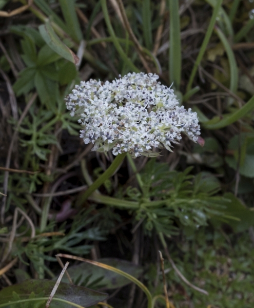 Pflanzenbild gross Zwerg-Liebstock - Ligusticum mutellinoides