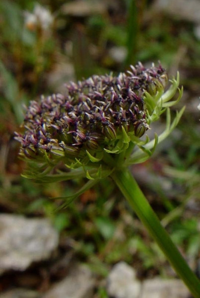 Pflanzenbild gross Zwerg-Liebstock - Ligusticum mutellinoides