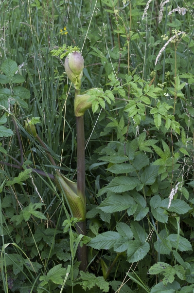 Pflanzenbild gross Wilde Brustwurz - Angelica sylvestris