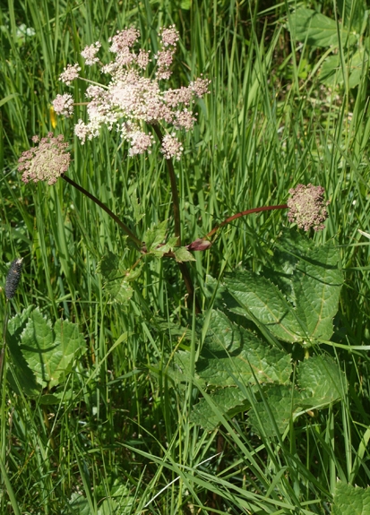 Pflanzenbild gross Meisterwurz - Peucedanum ostruthium