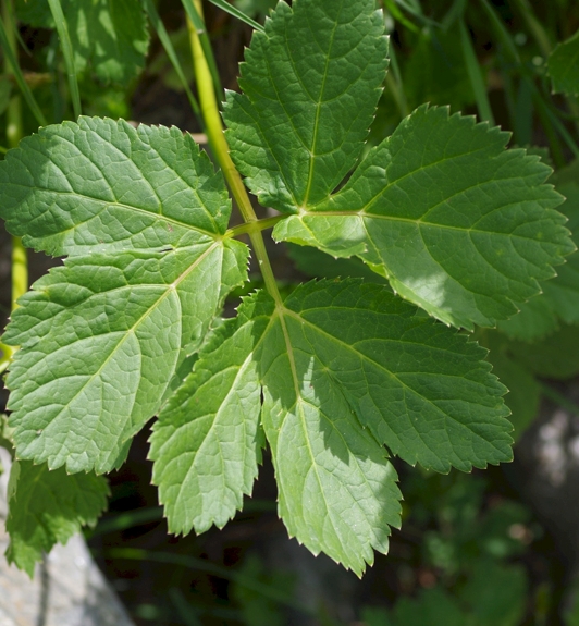 Pflanzenbild gross Meisterwurz - Peucedanum ostruthium