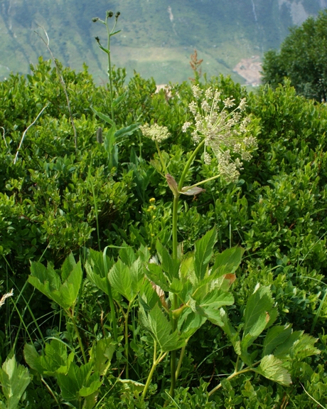 Pflanzenbild gross Meisterwurz - Peucedanum ostruthium