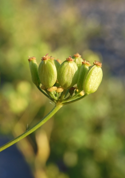 Pflanzenbild gross Pastinak - Pastinaca sativa