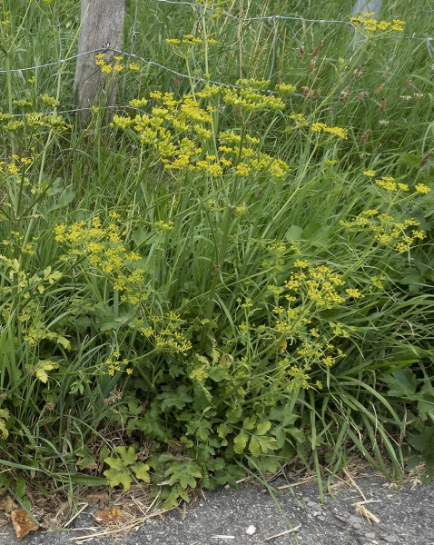 Pflanzenbild gross Pastinak - Pastinaca sativa