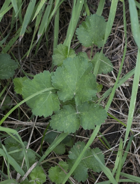 Pflanzenbild gross Pastinak - Pastinaca sativa